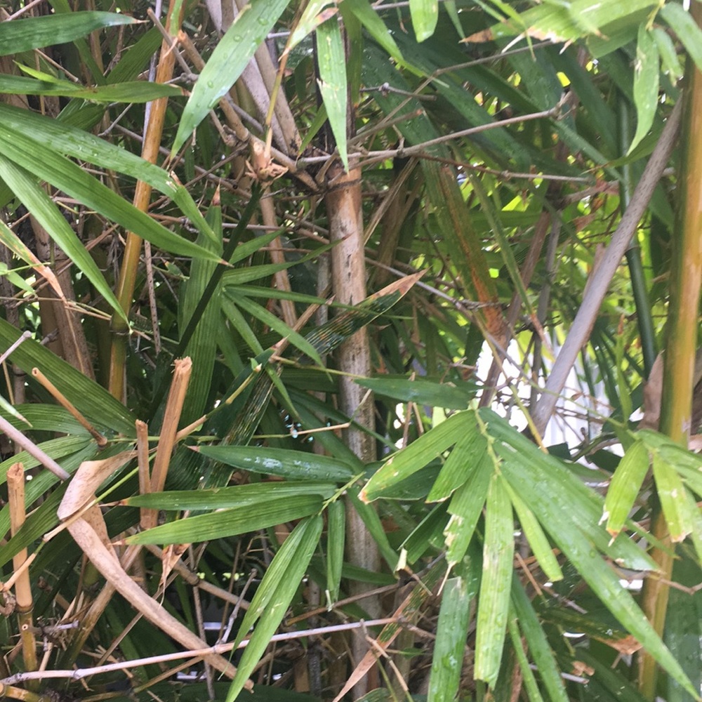 Meet your Posher, Marcelo